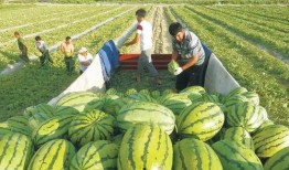 新疆最新瓜爆料,最新品种惊艳亮相！